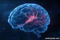 Single Gene Rewires Brain Fear Circuits and Drives Anxiety
