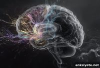 How Early Blurred Vision Shapes the Brain’s Visual Pathways