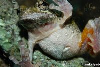 Female Frogs Favor Multitasking Males in Courtship