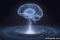 Creatine Boosts Brain Energy and Cognitive Function