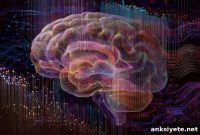 How the Brain Replays Memories to Compress and Store Them