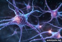 Study: Lab-Grown Neurons Reveal Unexpected Diversity
