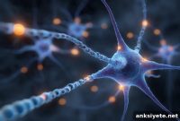 Why Dopamine Acts Locally in the Brain, Not Globally