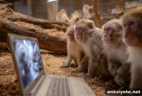 Why Monkeys Watch Familiar Faces and Fights