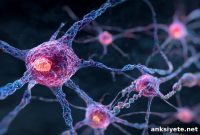 New Protein Strengthens Synapses and Boosts Memory