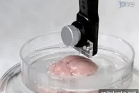 Extending the Lifespan of Brain Implants
