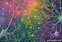 Beyond Serotonin: How Psychedelics Rewire the Whole Brain