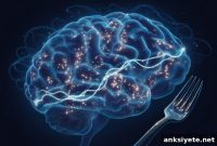 How Hunger Changes Sleep Rhythms to Strengthen Memory