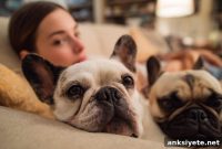 How Dog Facial Structure Affects Behavior and Temperament