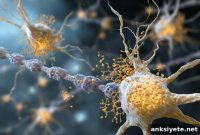 Microglia Transplant Restores Brain Function in Neurodegeneration
