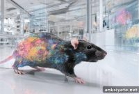 Basal Ganglia Switch Neural Codes for Learned vs Innate Skills