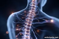 Neuron Discovery May Restore Breathing After Spinal Cord Injury