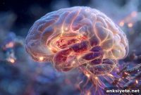 Can Restoring Lithium Levels Prevent Alzheimer’s?