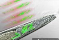 Mapping Brain Activity with Sculpted Light