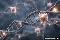 Study Finds Eight New Genes Linked to Schizophrenia