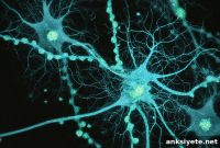 New Neuron Type Controls Memory Recall Accuracy