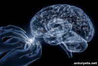 How the Brain Enables Human Tool Use