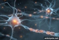 Study Reveals Genetic Reasons Some Neurons Resist ALS