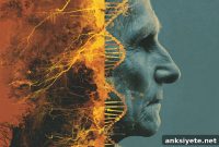 Study Reveals 400 Genes Driving Aging