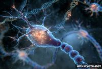 Gene Blueprint of Brain Neural Stem Cells Revealed