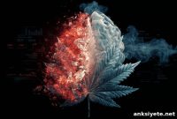 High-THC Cannabis Raises Psychosis and Addiction Risk