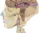 Researchers Create New Memories by Rewiring the Brain