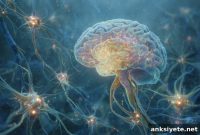 How Immune Cells Shape Adolescent Brain Development