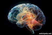 Brain Rewiring Predicts Alzheimer’s Years Before Symptoms