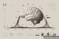 Why Attention and Focus Peak Between Ages 27 and 36