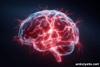 Stress Relief Brain Circuit Could Drive Alcohol Relapse