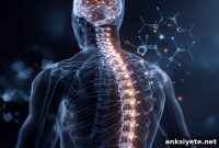PET Tracer Pinpoints Synapse Loss After Spinal Cord Injury