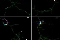 Scientists Restore Neuronal Branching in Mice
