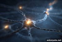 How Olfactory Neurons Choose a Single Scent Receptor