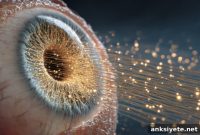 Human Stem Cell Transplants Restore Vision in Advanced Dry AMD