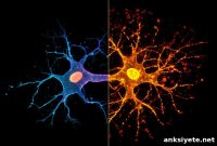 Infant Brain Gene Regulator Linked to Adult Dementia Risk