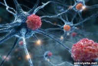 New Study Suggests ALS Is an Autoimmune Disorder