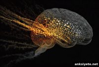 Aging and the Brain’s GPS: Why Spatial Navigation Declines