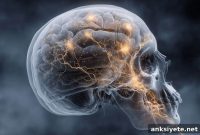 Study: Glioblastoma Erodes Skull and Reprograms the Immune System