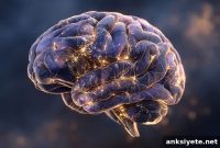 Brain Shape Could Reveal Earliest Alzheimer’s Symptoms