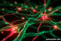 How Synapses Mature: The Science of Neural Connections
