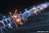 Scientists Find Hidden Priming Step in Nerve-to-Muscle Signaling
