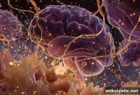 How Hunger Rewires Brain Circuits and Alters the Senses