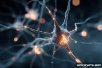 Newly Identified Brain Cells Could Prevent Schizophrenia Symptoms