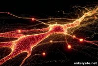 How a Hunger Hormone and Blood Flow Drive Neurogenesis
