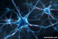 How Frazzled Rewires the Brain for Faster Communication
