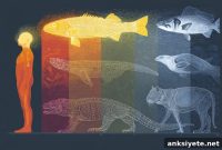 Why Warm-Blooded Animals Have Larger Brains