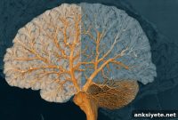 Autism and ADHD Share Common Brain Biology