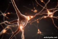 How Estrogen Shapes Dopamine and Reward Learning