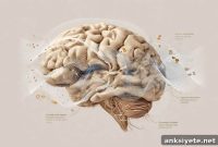 How the Brain Separates Smell into Identity and Sensation