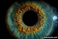 New Cellular Trigger Linked to Night Vision Disorders